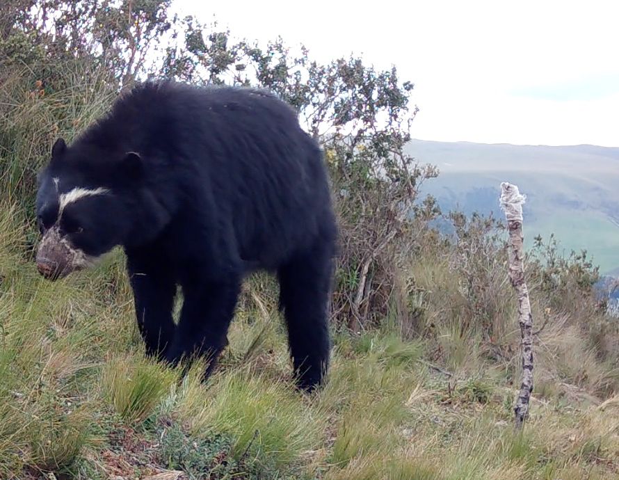 Siguiendo las huellas de los osos andinos para proteger su hábitat